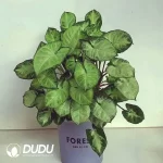 Syngonium podophyllum 'Pixi Seedling(100Pcs??