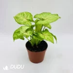 Syngonium podophyllum Golden Allus Seedling(100Pcs??