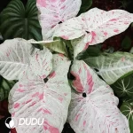 Syngonium Milk Confetti Seedling(100Pcs??