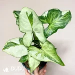 Three kings Seedling(100Pcs??