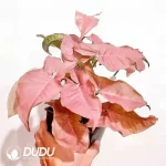 Syngonium podophyllum 'Neon Robusta' Seedling(100Pcs??