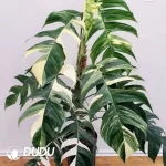 Epipremnum pinnatum Seedling(100Pcs??