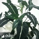 Syngonium  Silver Goosefoot Seedling(100Pcs??
