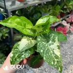 Syngonium podophyllum panda Seedling(100Pcs??