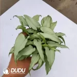 Syngonium podophyllum silver fox Seedling(100Pcs??