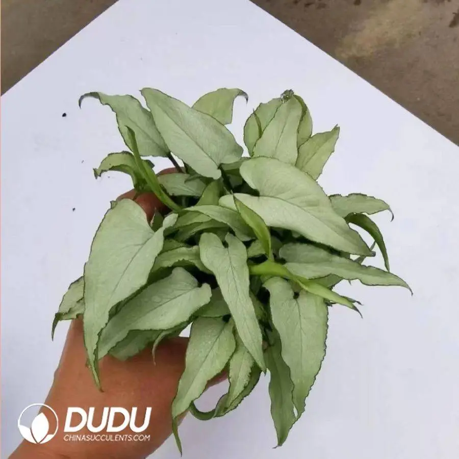 1756128148-1746759044-e201.webp Syngonium podophyllum silver fox Seedling(100Pcs?? - Image 1