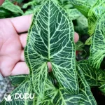 Syngonium batik Seedling(100Pcs??
