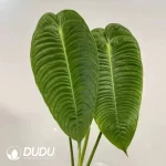 Anthurium veitchii Seedling(100Pcs??