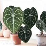 Anthurium clarinervium Seedling(100Pcs??