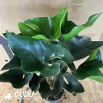 Anthurium 'Arrow' Seedling(100Pcs??