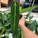 Anthurium warocqueanum Seedling(100Pcs??