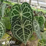 King of Clarinervium Seedling(100Pcs??