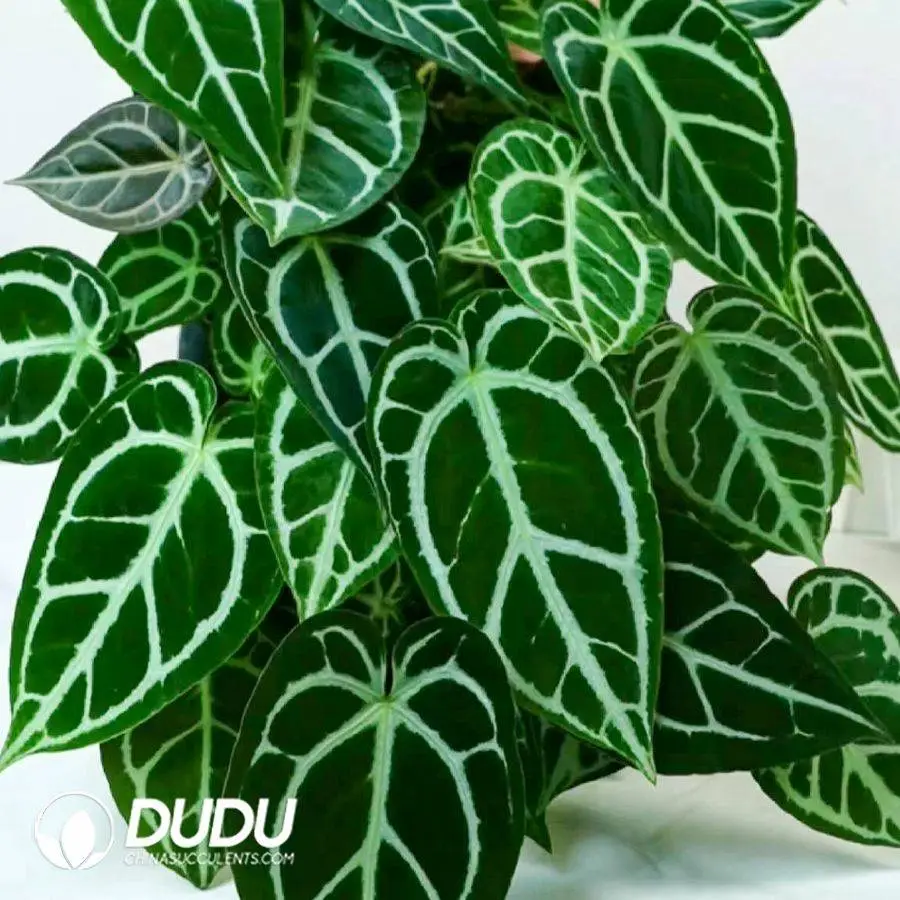 1756128178-1746759096-e201.webp Anthurium Dorayaki x Magnificum Seedling(100Pcs?? - Image 1