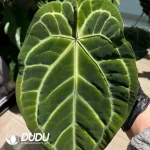 Anthurium Magnificum x crystallinum dark form Seedling(100Pcs??