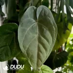 Anthurium Magnificum x dark phoenix Seedling(100Pcs??