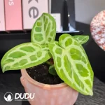 Anthurium Silver blush x Dorayaki Seedling(100Pcs??