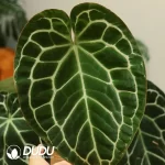 Anthurium Crystallinum Seedling(100Pcs??