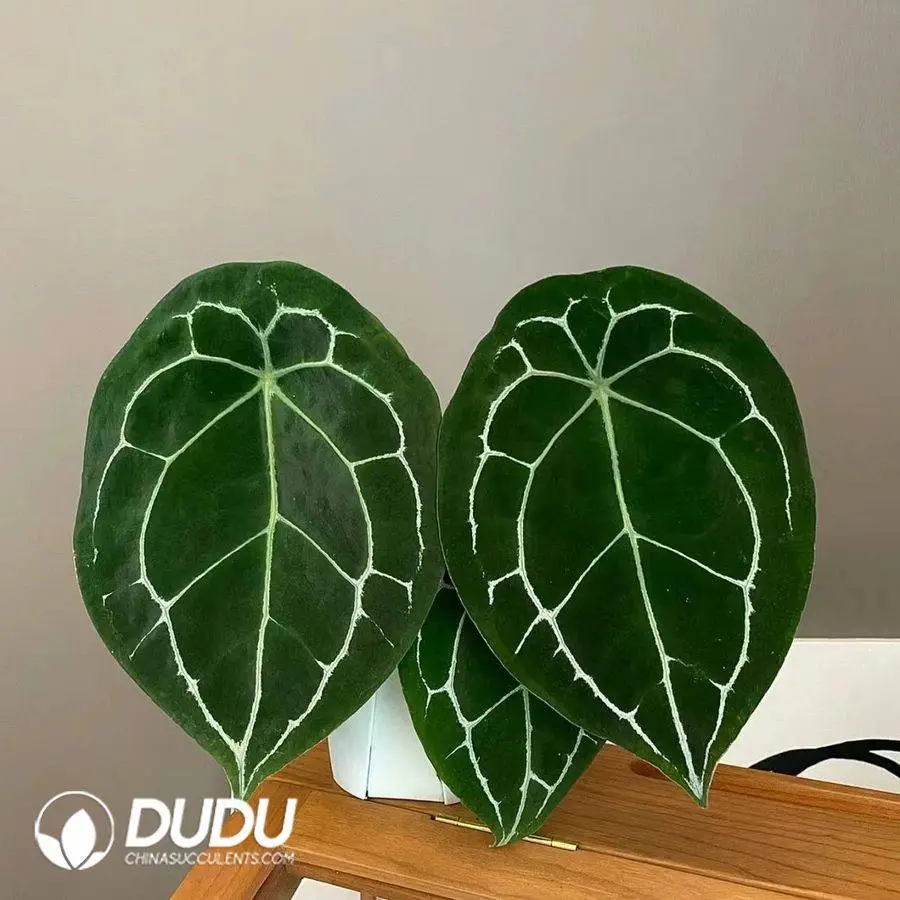 1756128193-1746759123-e201.webp Anthurium Forgetii Seedling(100Pcs?? - Image 1