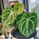 Torn Vein Shield Leaf*South American Crystal Seedling(100Pcs??