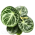 Anthurium  Dorayaki Seedling(100Pcs??