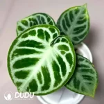 Anthurium  Dorayaki Seedling(100Pcs??