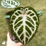 Anthurium Crystallinum/Anthurium  Dorayaki Seedling(100Pcs??