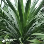 Dracaena outer space Seedling(100Pcs??