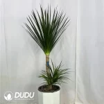 Dracaena Pleomele angustifolia Seedling(100Pcs??