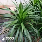 Dracaena #68 Seedling(100Pcs??