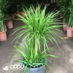 Dracaena Super Dracaena Seedling(100Pcs??