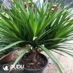 Dracaena Big leave Dracaena Seedling(100Pcs??