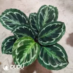 Calathea   'Medallion' Seedling(100Pcs??