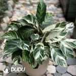 Calathea  Fusion White Seedling(100Pcs??