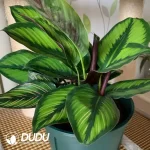 Calathea ornate beauty star Seedling(100Pcs??