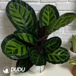 Calathea green beauty Seedling(100Pcs??