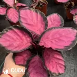 Calathea color beauty Seedling(100Pcs??