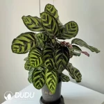 Calathea makoyana Seedling(100Pcs??