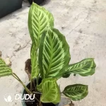 Calathea Green-backed Bikkachu arrowroot Seedling(100Pcs??