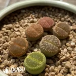 Lithops Aucampiae Rainbow