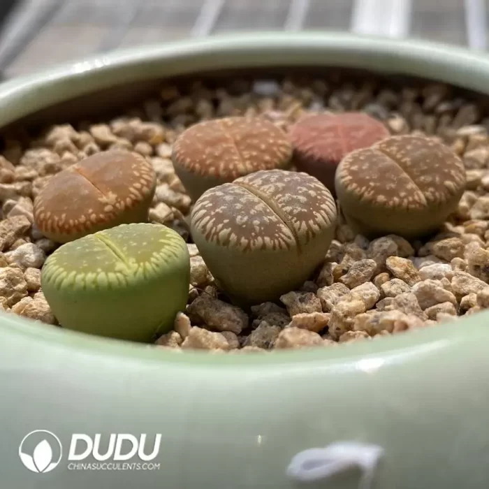 Lithops Aucampiae Rainbow - Image 2