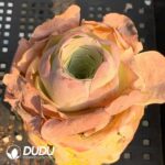 Aeonium Greenovia aurea ex El Hierro