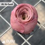 Aeonium Greenovia aurea ex El Hierro - Image 2