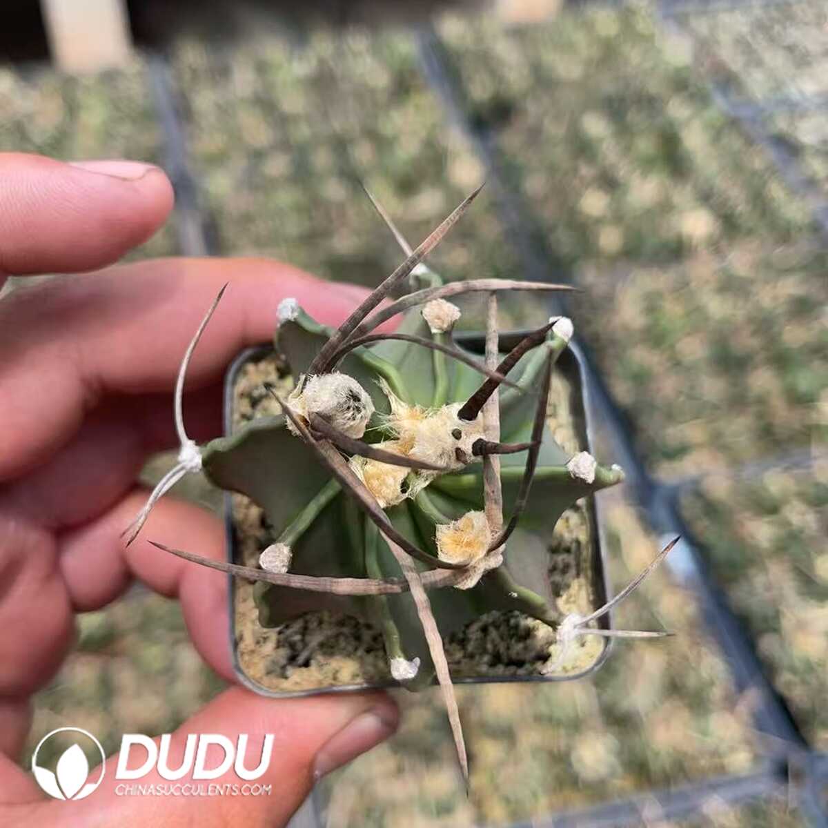 1756130082-1750320170-e201.jpg Normal Astrophytum capricorne crassispinum - Image 1