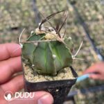 Normal Astrophytum capricorne crassispinum - Image 2