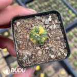 Astrophytum myriostigma Variegated