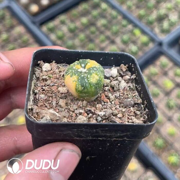 Astrophytum myriostigma Variegated - Image 2