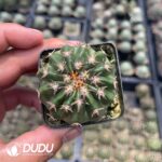 Discocactus Cat's Paw