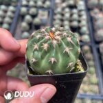 Discocactus Cat's Paw - Image 2