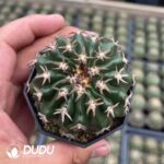 Discocactus Cat's Paw