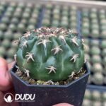 Discocactus Cat's Paw - Image 2